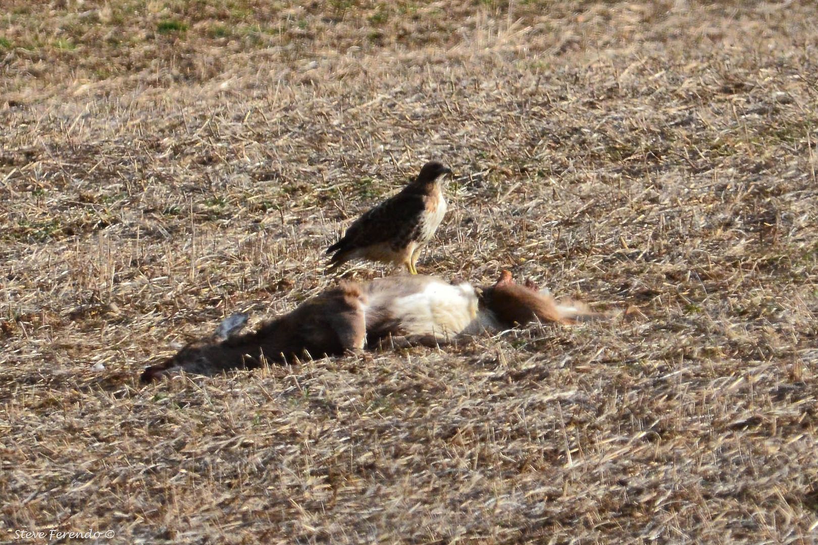 "Natural World" Through My Camera: The Food Chain In Nature Biology Diagrams